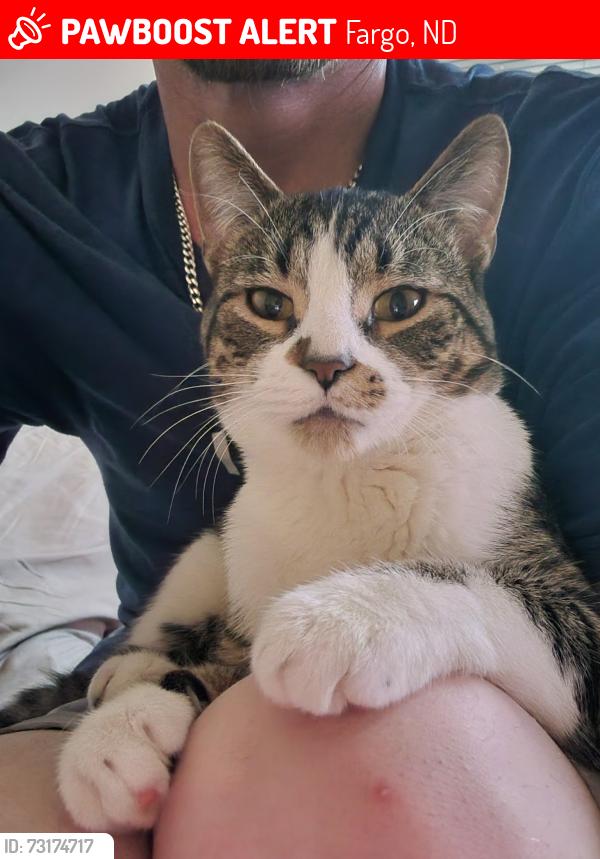 Lost Male Cat last seen 25th st, Fargo, ND 58103