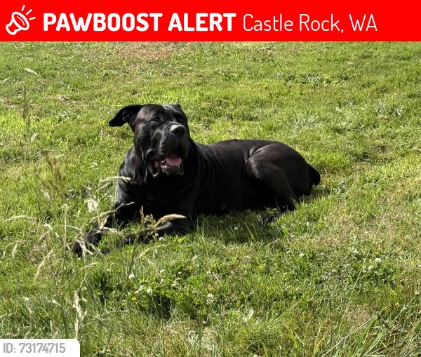 Lost Male Dog last seen Silver Lake acres and South Silver Lake rd, Castle Rock, WA 98611