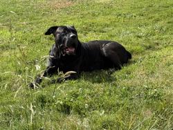 Lost Male Dog last seen Silver Lake acres and South Silver Lake rd, Castle Rock, WA 98611