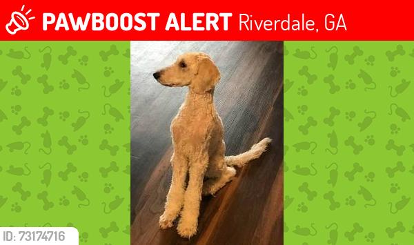 Lost Male Dog last seen 1427-1429 E Fayetteville Rd, Riverdale, GA 30296, Riverdale, GA 30296