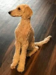 Lost Male Dog last seen 1427-1429 E Fayetteville Rd, Riverdale, GA 30296, Riverdale, GA 30296