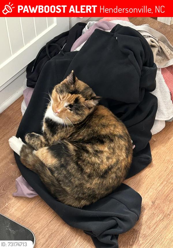 Lost Female Cat last seen Pace Rd, Hendersonville, NC 28792