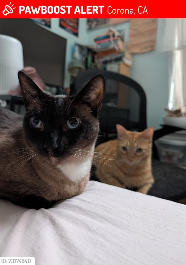Lost Female Cat last seen Parkridge and Cota, Corona, CA 92878