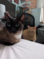 Lost Female Cat last seen Parkridge and Cota, Corona, CA 92878