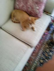 Reunited Female Cat last seen Albemarle Street in Buffalo, NY near Vulcan (near the Town of Tonawanda), Tonawanda, NY 14207