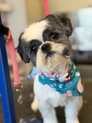 Reunited Male Dog last seen Grant st montrose st new Britain ave, Hartford, CT 06106
