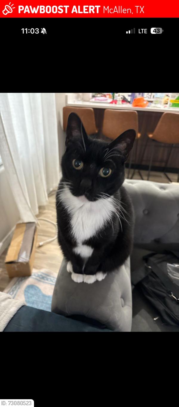 Lost Male Cat last seen Nikki Rowe High school, McAllen, TX 78501