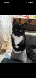Lost Male Cat last seen Nikki Rowe High school, McAllen, TX 78501