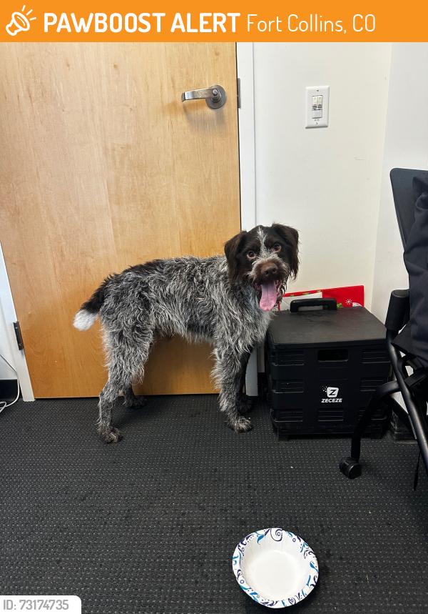 Found/Stray Male Dog last seen Near S Sherwood St, Fort Collins, CO 80521