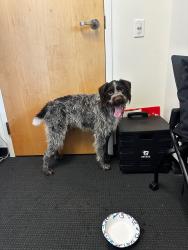 Found/Stray Male Dog last seen Near S Sherwood St, Fort Collins, CO 80521