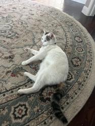Lost Female Cat last seen Hamden Dr & Hartford, Chula Vista, CA 91913