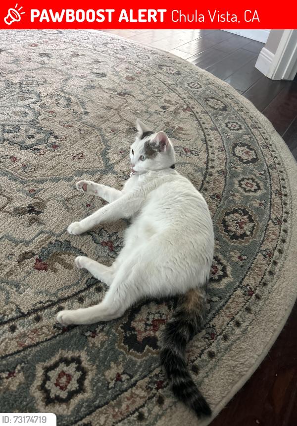 Lost Female Cat last seen Hamden Dr & Hartford, Chula Vista, CA 91913
