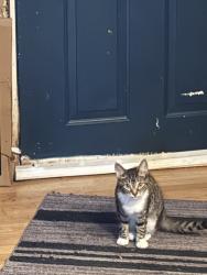 Lost Female Cat last seen Wheatmore school, Trinity, NC 27370