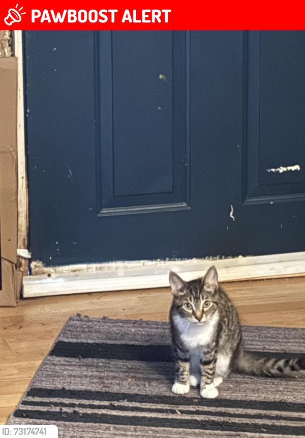 Lost Female Cat last seen Wheatmore school, Trinity, NC 27370