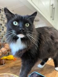 Reunited Female Cat last seen upper woodcote road, Berkshire, England 