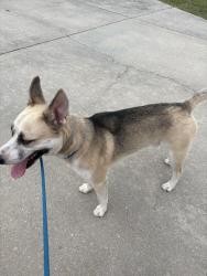 Reunited Male Dog last seen Winesap Rd & Gatesville Dr, Hope Mills, NC 28348