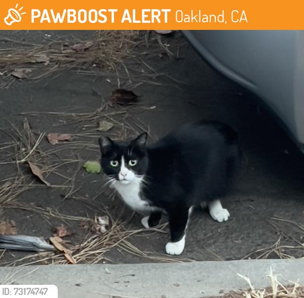 Found/Stray Unknown Cat last seen E 20th St and 6th Ave, Oakland, CA 94606