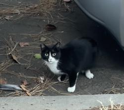 Found/Stray Unknown Cat last seen E 20th St and 6th Ave, Oakland, CA 94606
