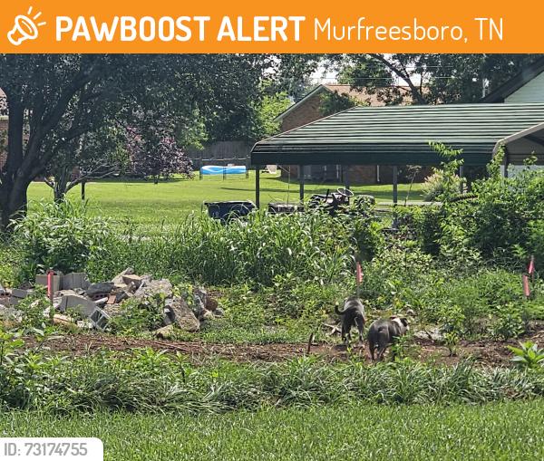 Found/Stray Unknown Dog last seen Diane Street Murfreesboro TN, Murfreesboro, TN 37129