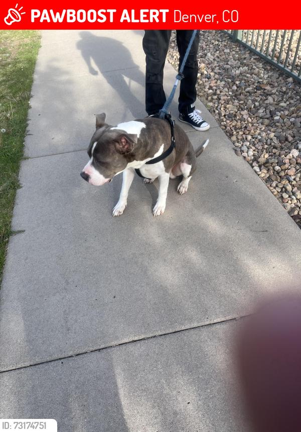 Lost Male Dog last seen Dayton and Florida south, Denver, CO 80247