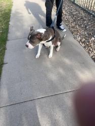 Lost Male Dog last seen Dayton and Florida south, Denver, CO 80247