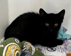Shelter Stray Male Cat last seen Near Neutral Avenue, STATEN ISLAND, NY, 10306, 3139 Veterans Rd W, Staten Island, NY 10309, USA