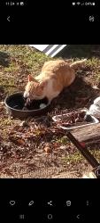 Lost Male Cat last seen Sparks rd and hwy 29 close to white plains rd., Cowpens, SC 29330