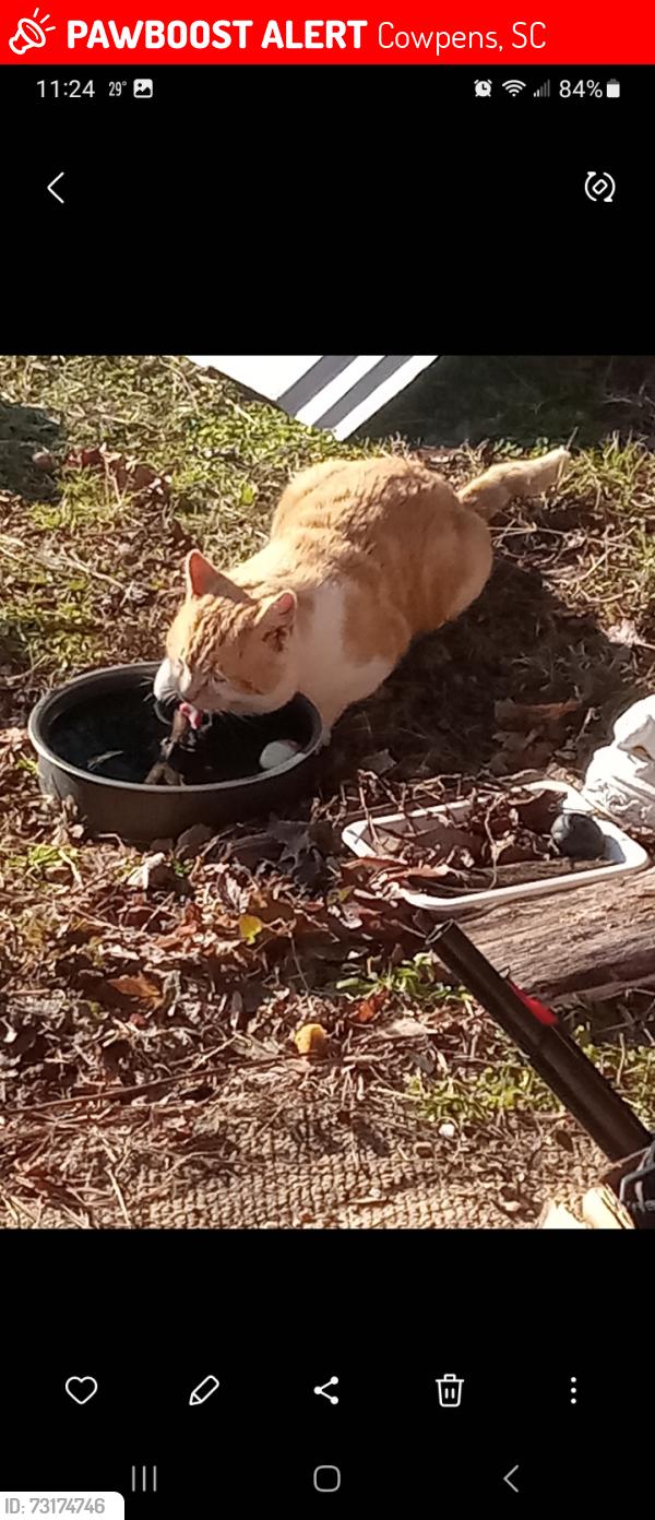 Lost Male Cat last seen Sparks rd and hwy 29 close to white plains rd., Cowpens, SC 29330