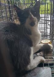 Shelter Stray Unknown Cat last seen Near Mimosa Place, LAFAYETTE, LA, 70506, 410 Dugas Rd, Lafayette, LA 70507, USA