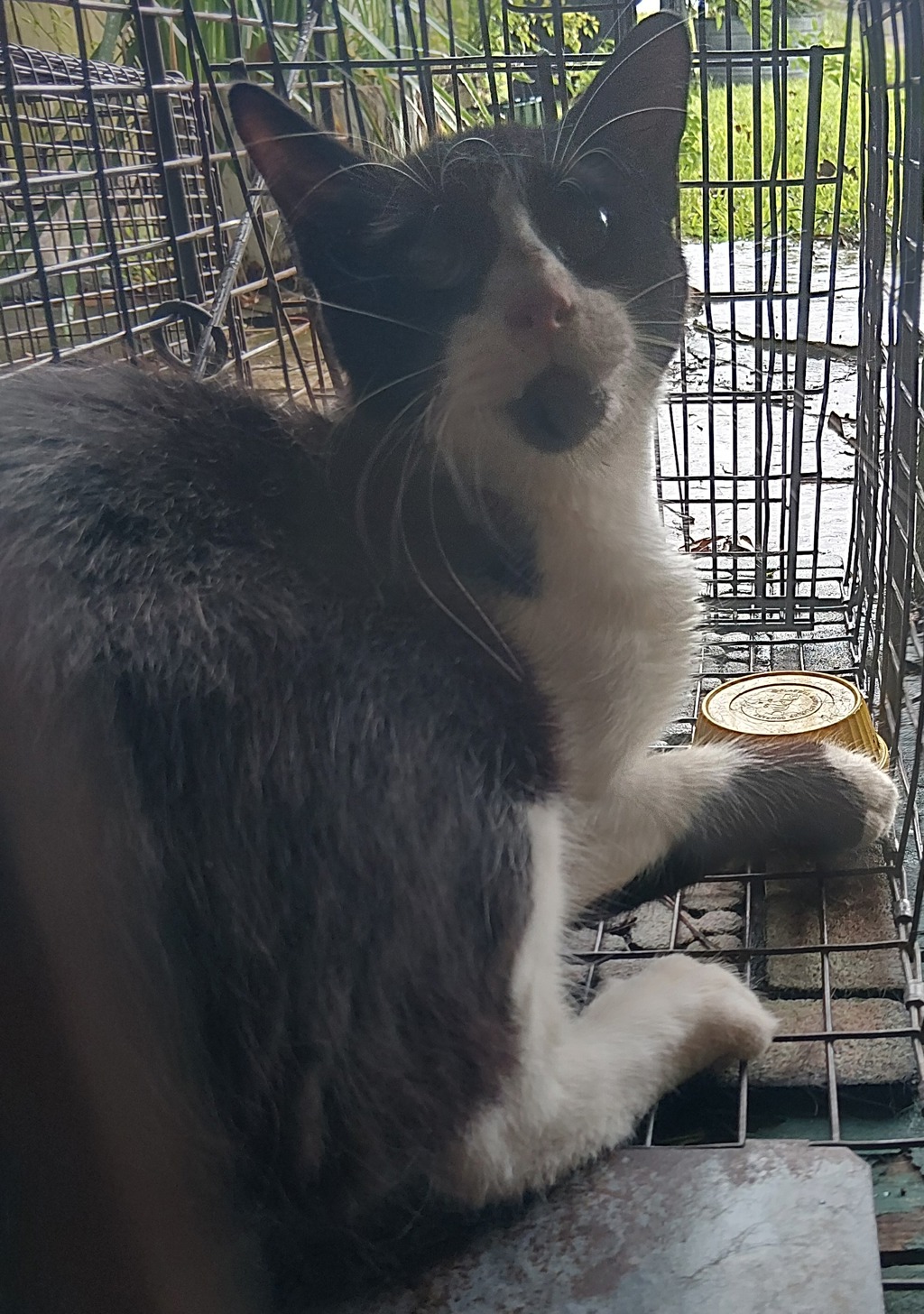 Shelter Stray Unknown Cat last seen Near Mimosa Place, LAFAYETTE, LA, 70506, 410 Dugas Rd, Lafayette, LA 70507, USA