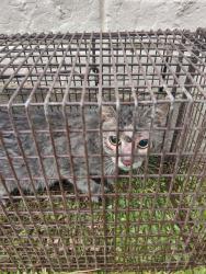 Shelter Stray Female Cat last seen Near Barton Terrace, YOUNGSVILLE, LA, 70592, 410 Dugas Rd, Lafayette, LA 70507, USA