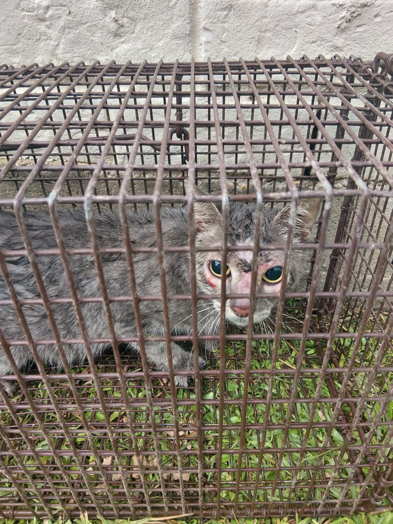 Shelter Stray Female Cat last seen Near Barton Terrace, YOUNGSVILLE, LA, 70592, 410 Dugas Rd, Lafayette, LA 70507, USA
