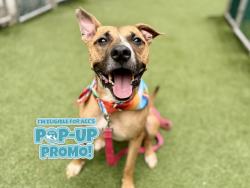 Shelter Stray Male Dog last seen Near E 149 Street, BRONX, NY, 10455, 326 E 110th St, New York, NY 10029, USA