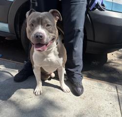 Shelter Stray Male Dog last seen Apt 1B,731 E 214th Street, BRONX, NY, 10467, 326 E 110th St, New York, NY 10029, USA