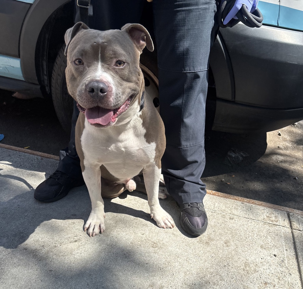 Shelter Stray Male Dog last seen Apt 1B,731 E 214th Street, BRONX, NY, 10467, 326 E 110th St, New York, NY 10029, USA