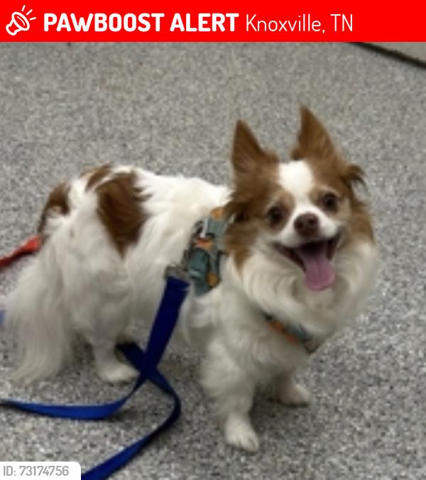 Lost Male Dog last seen Division st/ Sutherland Ave, Knoxville, TN 37919