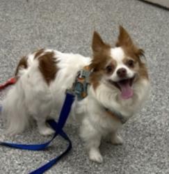 Lost Male Dog last seen Division st/ Sutherland Ave, Knoxville, TN 37919