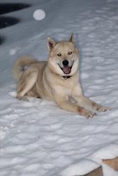 Lost Male Dog last seen Old Louisville Rd, Augusta, GA 30906