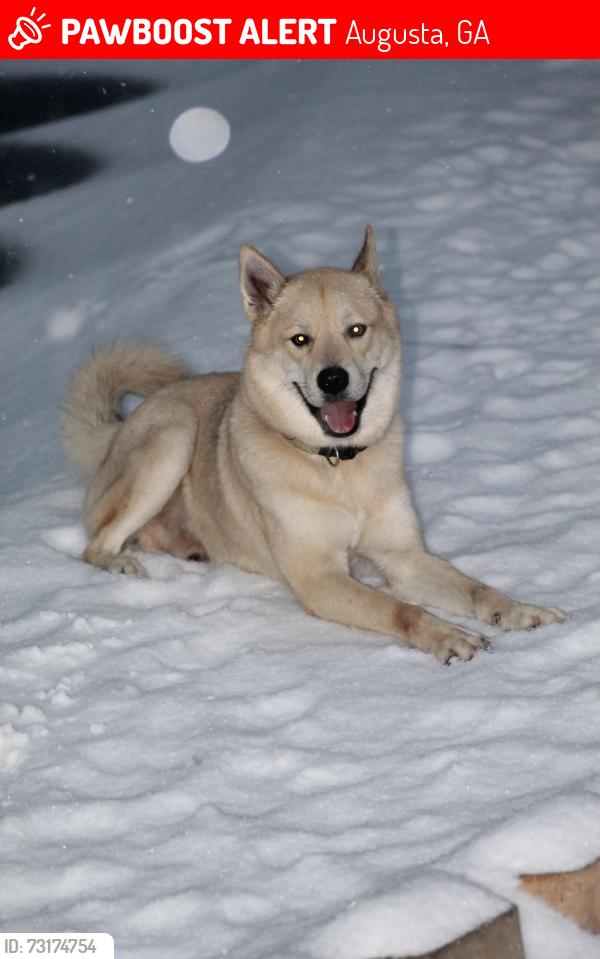 Lost Male Dog last seen Old Louisville Rd, Augusta, GA 30906