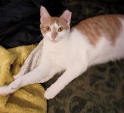 Reunited Male Cat last seen Tanglewood Dr. and Clemson Boulevard, Anderson, SC 29621
