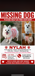 Lost Female Dog last seen Ponca st in Victorville ca, Victorville, CA 92395
