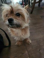 Found/Stray Male Dog last seen Parking lot, Marietta, GA 30080
