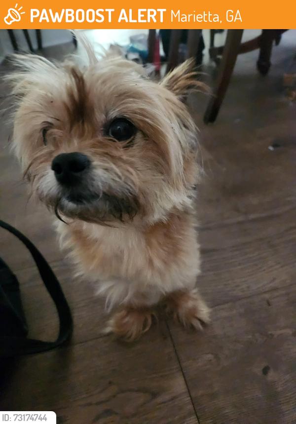Found/Stray Male Dog last seen Parking lot, Marietta, GA 30080
