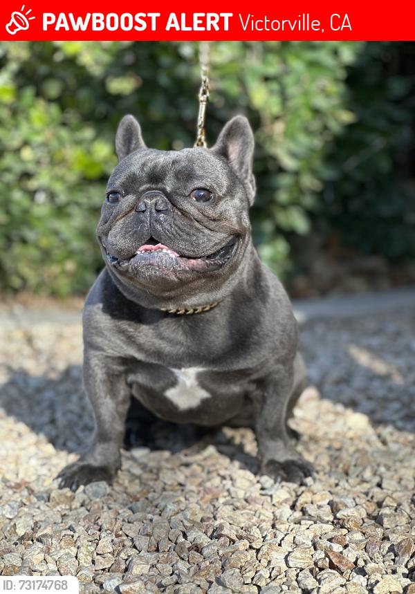 Lost Male Dog last seen Near the G building in the Casa Bella apmts, Victorville, CA 92395