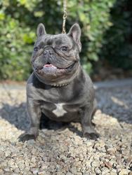 Lost Male Dog last seen Near the G building in the Casa Bella apmts, Victorville, CA 92395