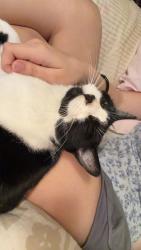 Lost Female Cat last seen 252nd St E, Spanaway, WA 98387