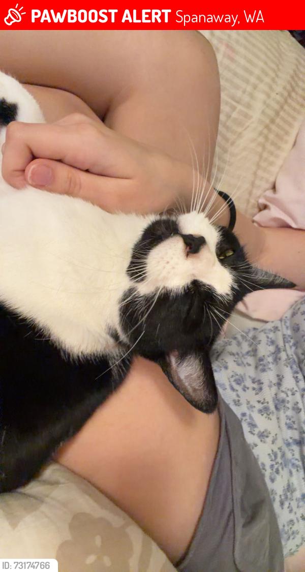 Lost Female Cat last seen 252nd St E, Spanaway, WA 98387