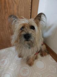 Reunited Male Dog last seen Near Frost rd Windsor, ny 11358, Windsor, NY 13865