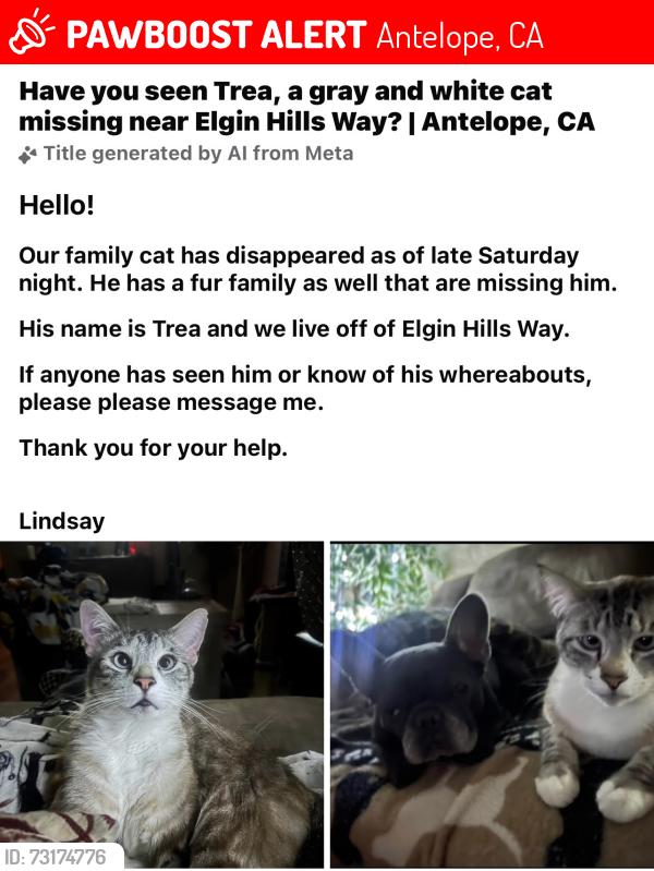 Lost Male Cat last seen Palmerson, Antelope, CA 95843