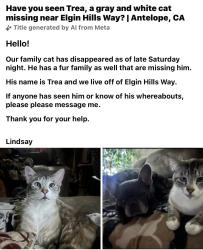 Lost Male Cat last seen Palmerson, Antelope, CA 95843